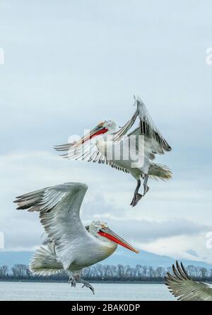 Pélicans dalmatiens, Pelecanus crispus, en plumage de reproduction, en vol, au lac Kerkini, Grèce. Fin de l'hiver. Banque D'Images
