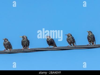 Groupe d'étoiles courantes, Sturnus vulgaris, sur fil téléphonique, au début du printemps. Banque D'Images