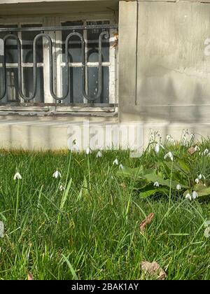 Plusieurs fleurs de neige dans le jardin d'herbe de printemps avec fenêtre d'une maison en arrière-plan Banque D'Images