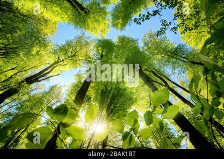 Magnifique vue vers le haut sur les arbres dans une forêt de hêtre avec feuillage vert frais, rayons du soleil et ciel bleu clair Banque D'Images