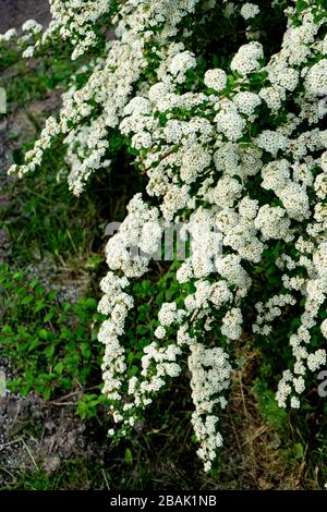 Spirée florissante ou douce aux MeadowSweet. Branches avec fleurs blanches Banque D'Images
