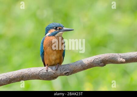 Le Kingfisher commun sur la branche (Alcedo atthis) Banque D'Images