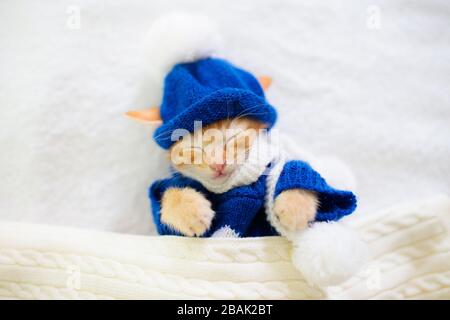 Bébé chat dans chandail tricoté et hat. Chaton nouveau-né gingembre dormir sous une couverture de laine. Journée d'hiver douillet avec l'animal à la maison. La sieste. Costum Noël Banque D'Images