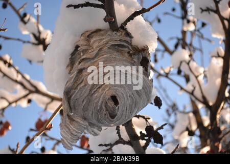 Ruche d'abeilles sur le crabe des neiges pommier en hiver Banque D'Images