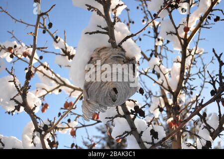 Ruche d'abeilles sur le crabe des neiges pommier en hiver Banque D'Images