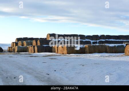 Grandes cabanes de foin sur un champ de la ferme de Snowy en hiver Banque D'Images