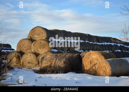 Grandes cabanes de foin sur un champ de la ferme de Snowy en hiver Banque D'Images