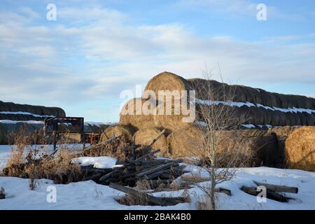 Grandes cabanes de foin sur un champ de la ferme de Snowy en hiver Banque D'Images