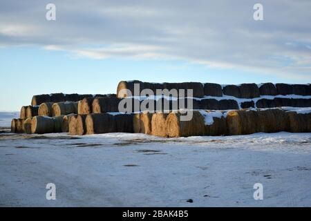 Grandes cabanes de foin sur un champ de la ferme de Snowy en hiver Banque D'Images