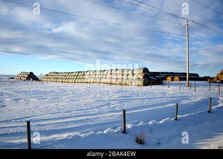 Grandes cabanes de foin sur un champ de la ferme de Snowy en hiver Banque D'Images