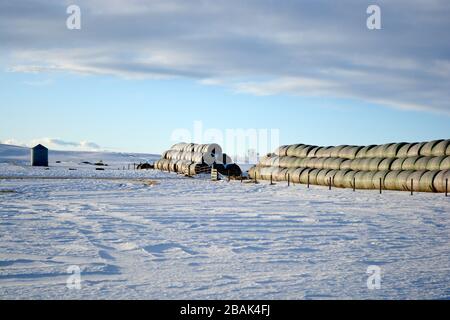 Grandes cabanes de foin sur un champ de la ferme de Snowy en hiver Banque D'Images