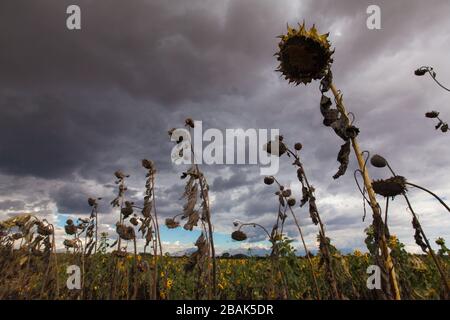 Champ de fleurs solaires mourantes sous les nuages de tempête dans le sud du Malawi. Banque D'Images