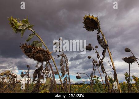 Champ de fleurs solaires mourantes sous les nuages de tempête dans le sud du Malawi. Banque D'Images