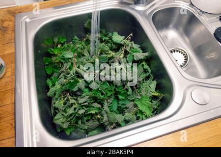 Des bouilloires de fourrage vert fraîchement cueillies trempage dans l'eau dans un évier de cuisine avant de faire dans la soupe riche en fer printemps Carmarthenshire Pays de Galles Royaume-Uni. KATHY DEWITT Banque D'Images