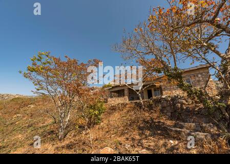 Floraison de Msasa vu dans les montagnes de Chimaniani au Zimbabwe. Banque D'Images