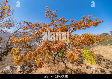 Floraison de Msasa vu dans les montagnes de Chimaniani au Zimbabwe. Banque D'Images
