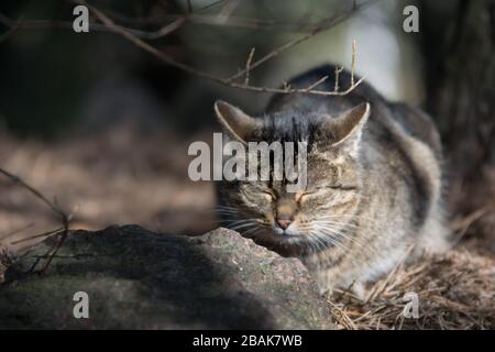 Chat tabby gris reposant dans une forêt derrière une pierre - espace de copie Banque D'Images