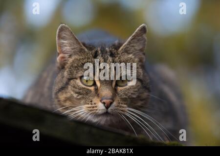 Gros plan d'une alerte de chat tabby vaporisée regardant quelque chose Banque D'Images