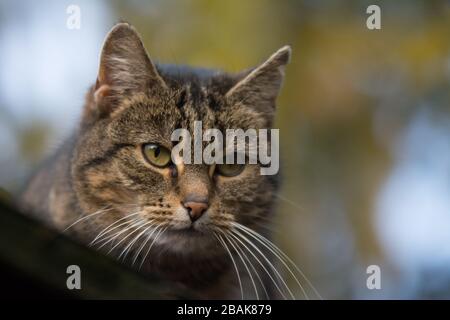 Gros plan d'un chat tabby pulvérisé avec cicatrice d'incision sur son oreille en regardant quelque chose - copier l'espace Banque D'Images