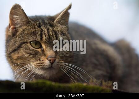 Gros plan d'un chat tabby pulvérisé avec cicatrice d'incision sur son oreille regardant droit - espace de copie Banque D'Images