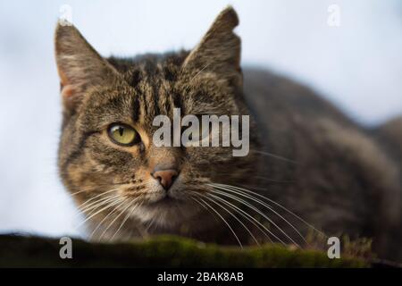 Gros plan d'un chat tabby pulvérisé avec cicatrice d'incision sur son oreille regardant dans la caméra - espace de copie Banque D'Images