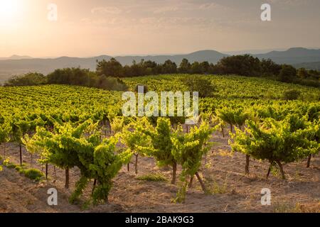 Un magnifique vignoble français en été. Beau coucher de soleil Banque D'Images