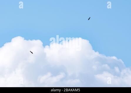 Paire de buzzards s'élevant contre un ciel bleu avec des formations de nuages puffy, Ecosse, Royaume-Uni Banque D'Images