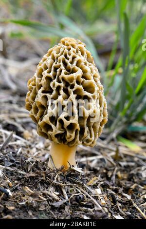 Morel jaune. Morchella esculenta, qui grandit dans les montagnes Pocono de Pennsylvanie Banque D'Images