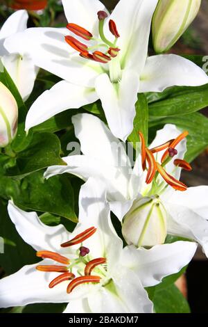 ORIENTAL LILY LE VRAI LILY. LES LYS ORIENTAUX SONT CONNUS POUR LEUR PARFUM PARFUMÉ, GONFLANT DE MI-ÉTÉ À FIN D'ÉTÉ. CASA BLANCA [ BLANC ]. STARGAZER. FLEURS. JARDINAGE HORTICULTURE. PLANTES ET JARDINS. BULBE PLANTES FLEURIES. Banque D'Images