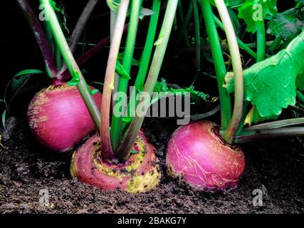 Navet, 'Purple Top White Globe' qui grandit dans un jardin d'arrière-cour en Pennsylvanie Banque D'Images