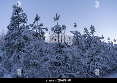 Arbres de Noël couverts de neige dans la forêt en hiver froid soir près de Siauliai, Lituanie Banque D'Images