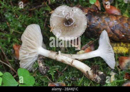 Hygrophorus olivaceoalbus, connue comme la cire d'olive, les champignons de la Finlande Banque D'Images