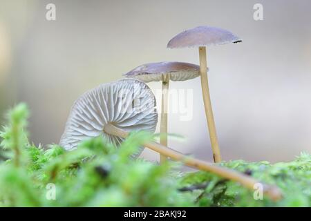 Strobilurus esculentus, connu comme sprucecone pac, champignons comestibles provenant de la Finlande Banque D'Images