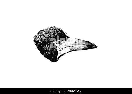 Chef DE LA famille ROOK (Corvus frugilegus) Crow - Illustration 1889 gravée de style vintage Banque D'Images