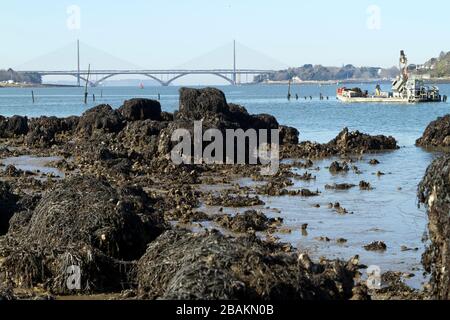 Vue sur les pontes de l'Iroise et Albert Louppe dépis les rives de l'Elorn à Plougastel dans la rade de Brest Banque D'Images