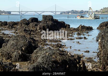 Vue sur les pontes de l'Iroise et Albert Louppe dépis les rives de l'Elorn à Plougastel dans la rade de Brest Banque D'Images