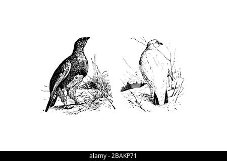 ROCK PTARMIGAN (Lagopus mutus) - Illustration 1889 gravée de style vintage Banque D'Images