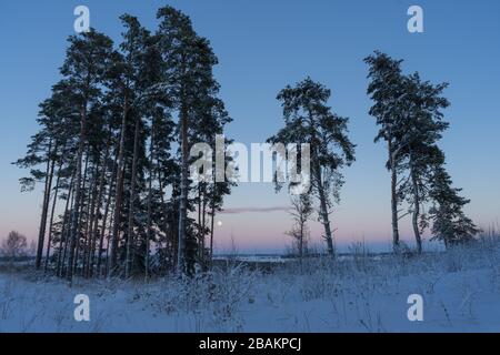 Grands pins en soirée enneigée froide. Pleine lune sur champs et coucher de soleil rose dans les zones rurales de Lituanie, Europe du Nord Banque D'Images