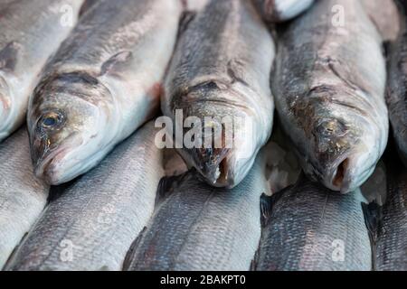Le bar de la mer, Dicentrarchus labrax, est exposé sur un marché britannique des poissonniers Banque D'Images
