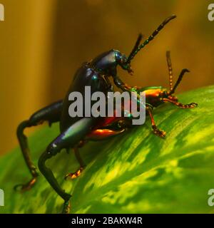 forêt tropicale amazonienne de rhinocéros coléoptère accouplement Banque D'Images