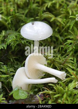 Hygrophorus piceae, champignons blancs en cire de bois de Finlande Banque D'Images