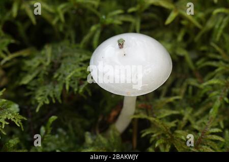 Hygrophorus piceae, champignons blancs en cire de bois de Finlande Banque D'Images