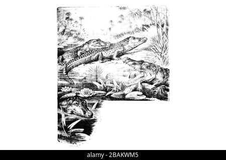 CROCODILE DU NIL (Crocodylus niloticus) - Illustration 1889 gravée d'époque Banque D'Images