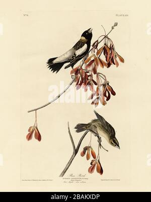 Assiette 54 Rice Bird, tiré de The Birds of America Folio (1827–1839) par John James Audubon - image éditée de très haute résolution et de qualité Banque D'Images