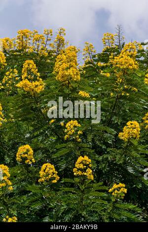 Senna spectabilis (S. spectabilis) en fleurs jaune vif ou inflorescence dans la canopée, au Kenya, en Afrique de l'est Banque D'Images