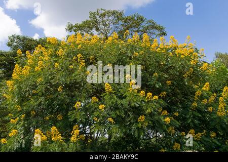 Senna spectabilis (S. spectabilis) en fleurs jaune vif ou inflorescence dans la canopée, au Kenya, en Afrique de l'est Banque D'Images