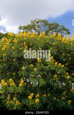 Senna spectabilis (S. spectabilis) en fleurs jaune vif ou inflorescence dans la canopée, au Kenya, en Afrique de l'est Banque D'Images