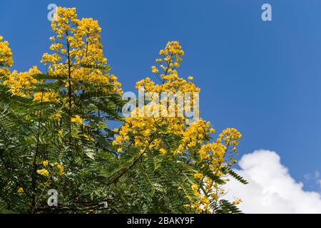 Senna spectabilis (S. spectabilis) en fleurs jaune vif ou inflorescence dans la canopée, au Kenya, en Afrique de l'est Banque D'Images