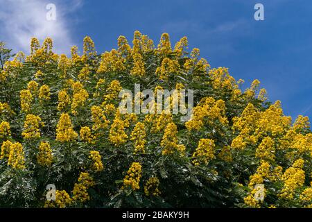 Senna spectabilis (S. spectabilis) en fleurs jaune vif ou inflorescence dans la canopée, au Kenya, en Afrique de l'est Banque D'Images