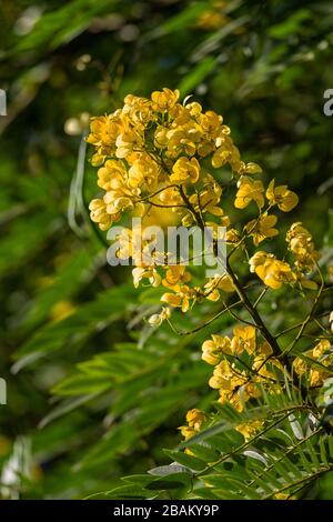 Senna spectabilis (S. spectabilis) en fleurs jaune vif ou inflorescence dans la canopée, au Kenya, en Afrique de l'est Banque D'Images